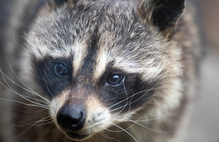成田市のアライグマの被害は当社へ｜千葉県成田市のアライグマ捕獲ならベイトータルサービスジャパン株式会社