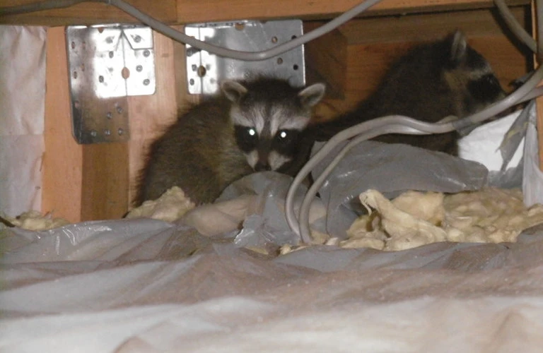 印西市のアライグマ被害なら当社へ｜千葉県印西市内の害獣捕獲ならベイトータルサービスジャパン株式会社