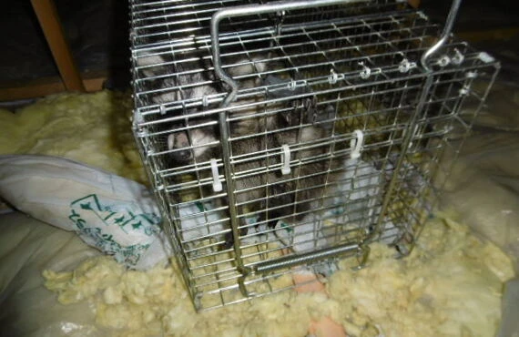 さいたま市のアライグマ被害は当社へ｜埼玉県さいたま市内の害獣捕獲ならベイトータルサービスジャパン株式会社