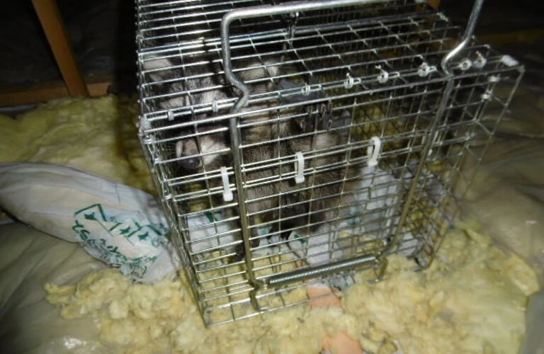 さいたま市のアライグマ被害は当社へ｜埼玉県さいたま市内の害獣捕獲ならベイトータルサービスジャパン株式会社