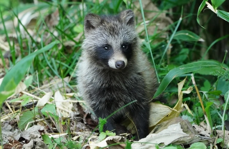 我孫子市のタヌキ被害は当社へ｜千葉県我孫子市の害獣捕獲はベイトータルサービスジャパン株式会社