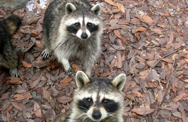 君津市のアライグマ被害は当社まで｜千葉県君津市内の害獣捕獲ならベイトータルサービスジャパン株式会社