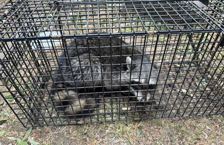 台東区のアライグマ被害は当社へ｜東京都台東区内の害獣捕獲はベイトータルサービスジャパン株式会社