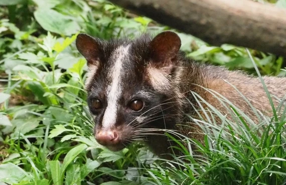練馬区内の害獣被害は当社へ｜東京都練馬区の害獣捕獲ならベイトータルサービスジャパン株式会社