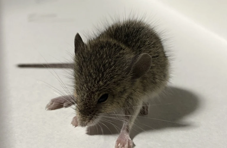 流山市のネズミ被害は当社へ｜千葉県流山市の害獣捕獲はベイトータルサービスジャパン株式会社