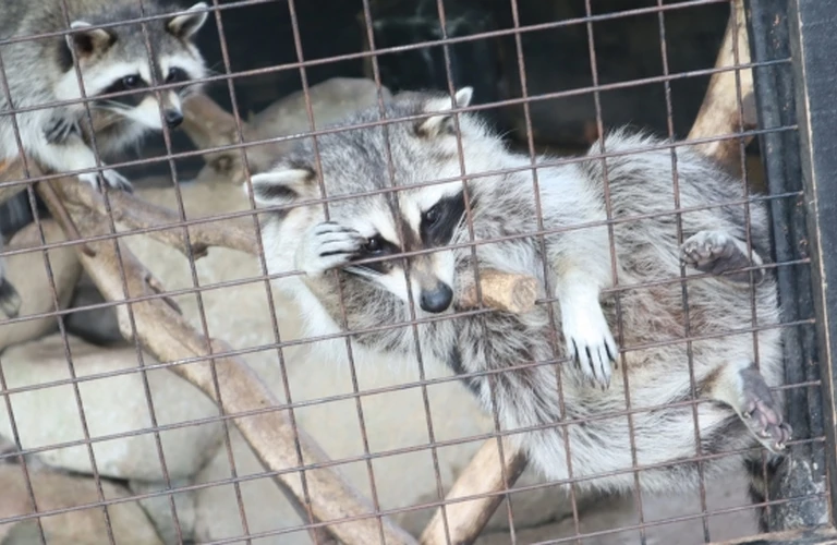 江東区のアライグマ被害は当社へ｜東京都江東区内の害獣捕獲ならベイトータルサービスジャパン株式会社