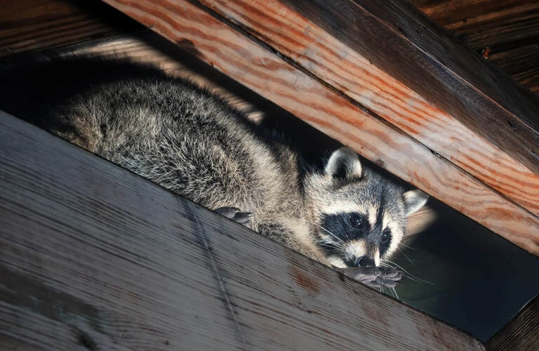 アライグマの捕獲はプロフェッショナルの当社へ！｜千葉のベイトータルサービスジャパン