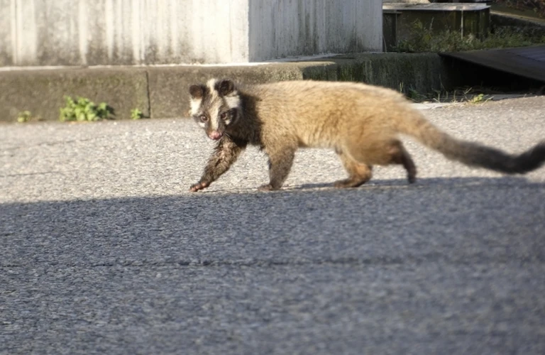 屋根裏に動物の気配を感じたら、調査・見積もり・駆除・防除施工のご依頼は当社まで｜千葉の害獣駆除ならベイトータルジャパン