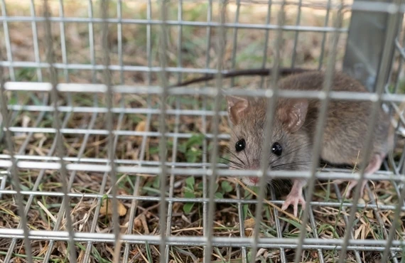 ネズミの被害は可愛いペットも脅かすかも？！｜千葉の害獣駆除はベイトータルサービスジャパン