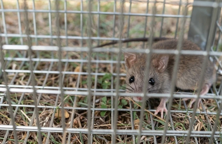 ネズミの被害は可愛いペットも脅かすかも？！｜千葉の害獣駆除はベイトータルサービスジャパン