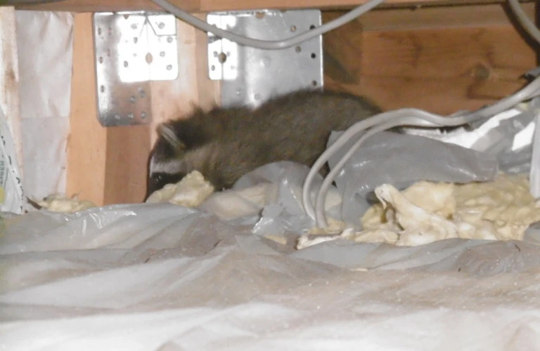 アライグマの被害は｜千葉県成田市のアライグマ捕獲ならベイトータルサービスジャパン株式会社