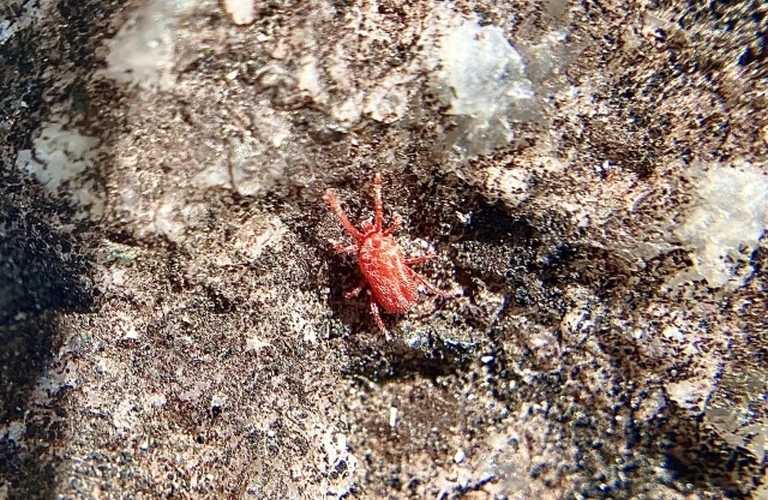 江戸川区のタカラダニ駆除は当社へ｜東京都江戸川区の不快害虫駆除ならベイトータルサービスジャパン株式会社
