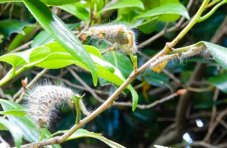 川口市の蛾・毛虫被害は当社へ｜埼玉県の害虫駆除ならベイトータルサービスジャパン株式会社