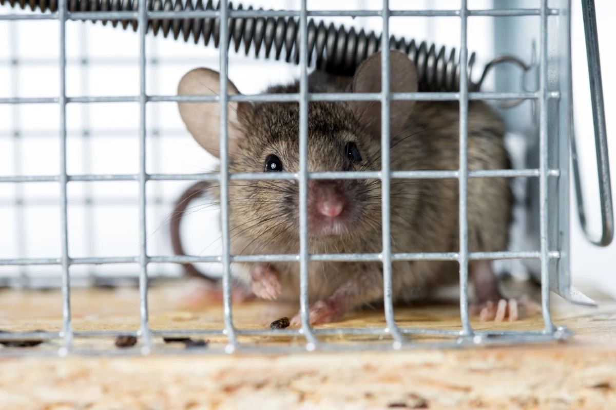 新宿区のネズミ被害は当社まで｜東京都新宿区内の害獣捕獲ならベイトータルサービスジャパン株式会社